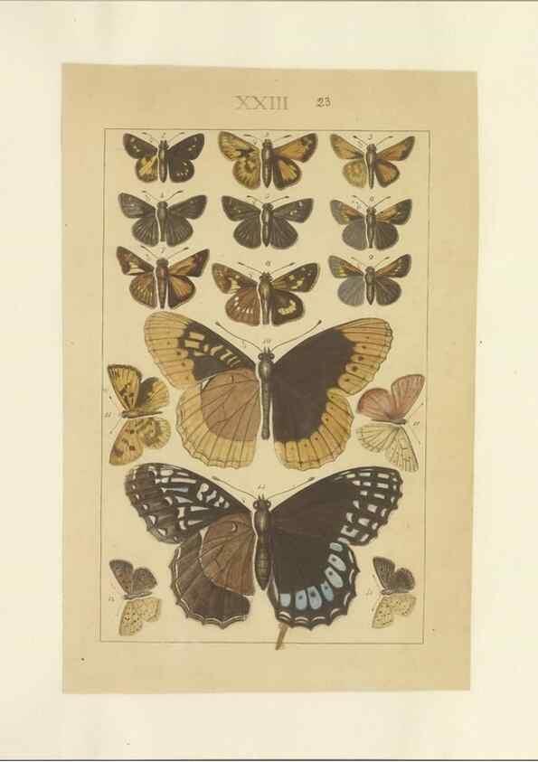 Reproducción/Reproduction 32471613557: Lepidoptera : manuscript. [between 1873-1883?]. 