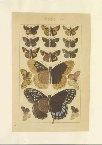 Reproducción/Reproduction 32471613557: Lepidoptera : manuscript. [between 1873-1883?]. 