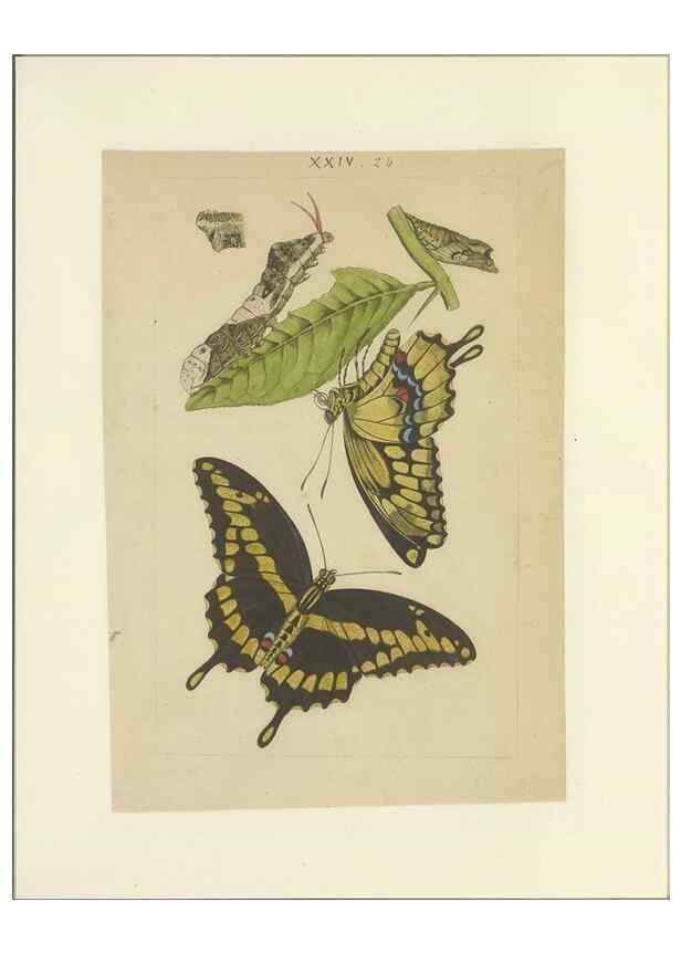 Reproducción/Reproduction 32471614517: Lepidoptera : manuscript. [between 1873-1883?]. 