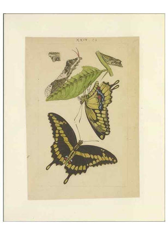 Reproducción/Reproduction 32471614517: Lepidoptera : manuscript. [between 1873-1883?]. 