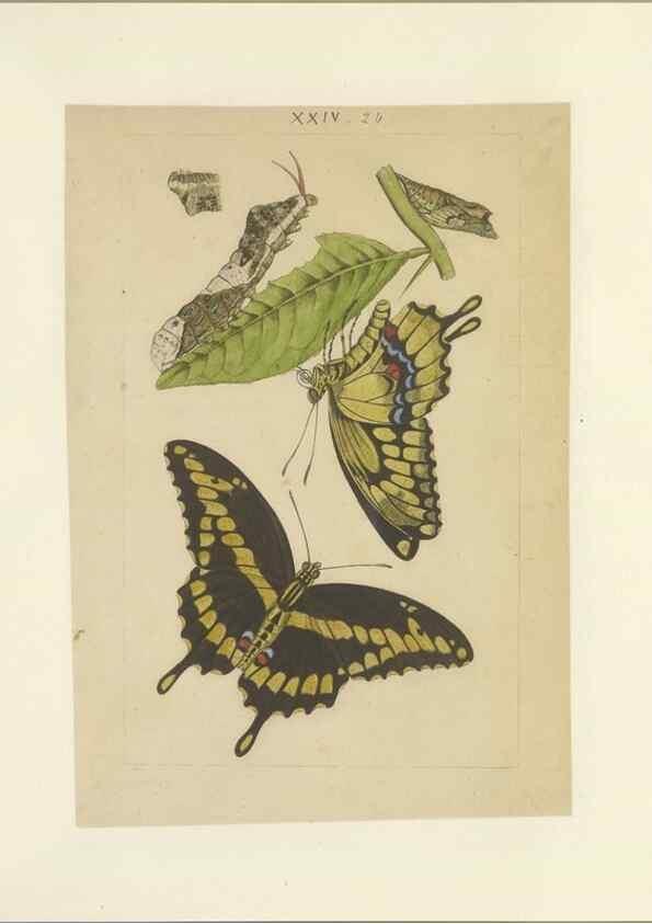 Reproducción/Reproduction 32471614517: Lepidoptera : manuscript. [between 1873-1883?]. 