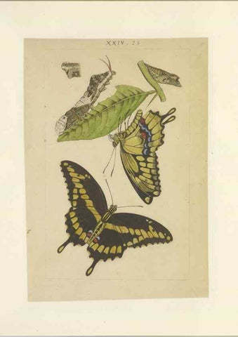 Reproducción/Reproduction 32471614517: Lepidoptera : manuscript. [between 1873-1883?]. 