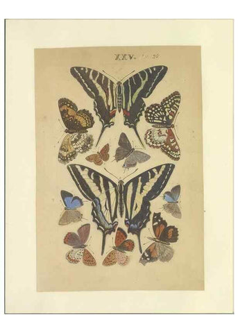 Reproducción/Reproduction 32471615407: Lepidoptera : manuscript. [between 1873-1883?]. 