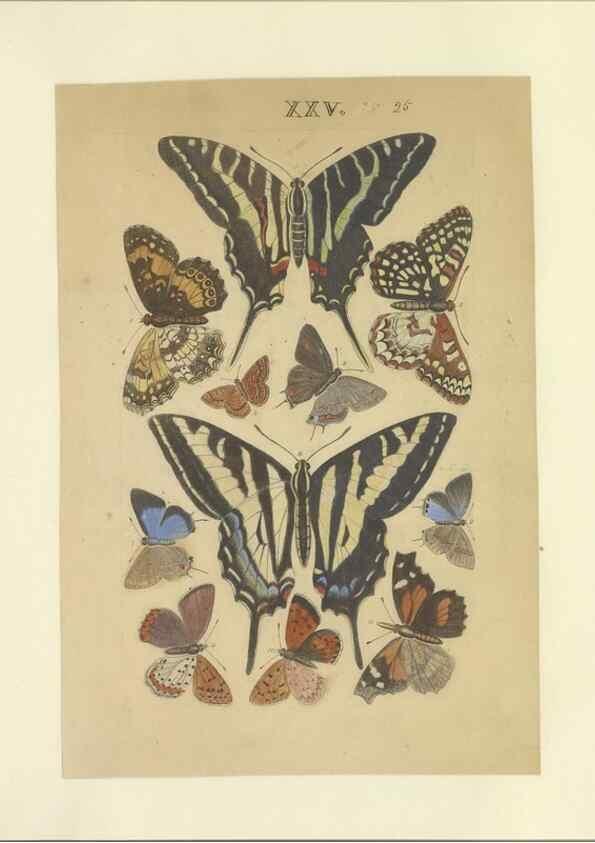 Reproducción/Reproduction 32471615407: Lepidoptera : manuscript. [between 1873-1883?]. 