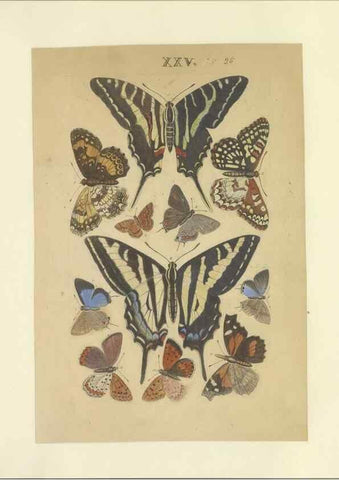 Reproducción/Reproduction 32471615407: Lepidoptera : manuscript. [between 1873-1883?]. 