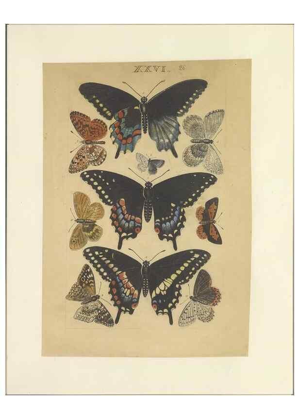 Reproducción/Reproduction 33537946098: Lepidoptera : manuscript. [between 1873-1883?]. 