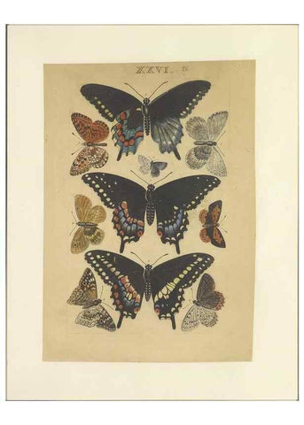 Reproducción/Reproduction 33537946098: Lepidoptera : manuscript. [between 1873-1883?]. 