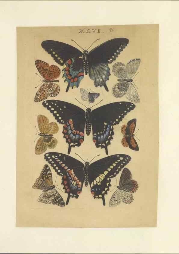 Reproducción/Reproduction 33537946098: Lepidoptera : manuscript. [between 1873-1883?]. 