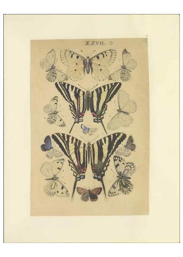 Reproducción/Reproduction 47360996782: Lepidoptera : manuscript. [between 1873-1883?]. 