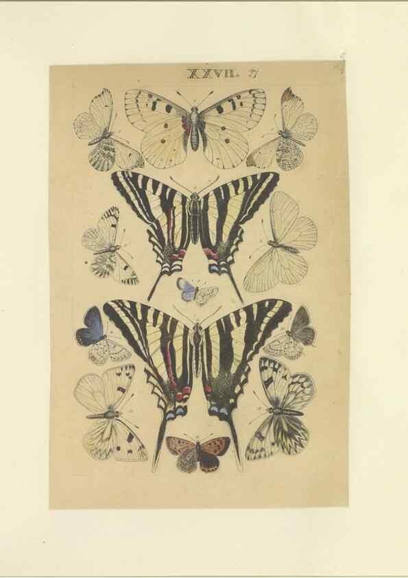 Reproducción/Reproduction 47360996782: Lepidoptera : manuscript. [between 1873-1883?]. 