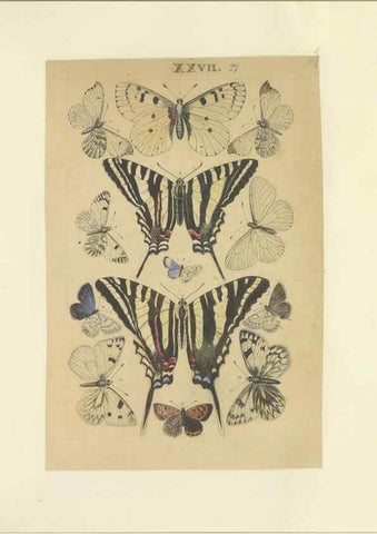 Reproducción/Reproduction 47360996782: Lepidoptera : manuscript. [between 1873-1883?]. 