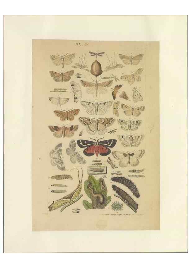 Reproducción/Reproduction 40448256773: Lepidoptera : manuscript. [between 1873-1883?]. 