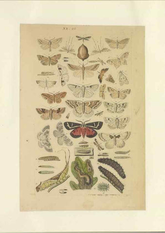 Reproducción/Reproduction 40448256773: Lepidoptera : manuscript. [between 1873-1883?]. 