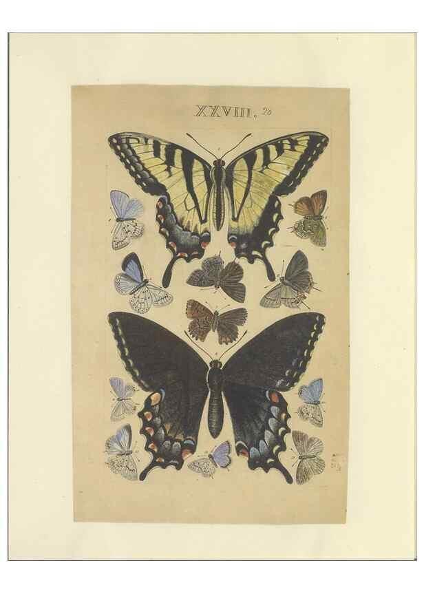 Reproducción/Reproduction 32471617037: Lepidoptera : manuscript. [between 1873-1883?]. 
