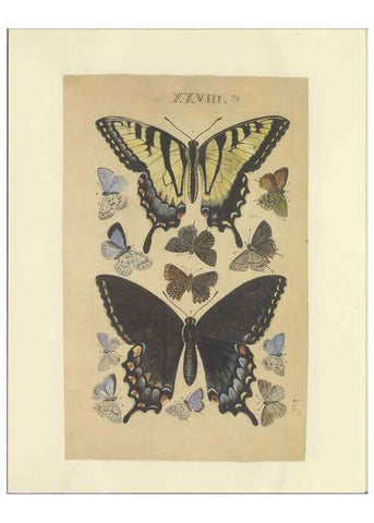 Reproducción/Reproduction 32471617037: Lepidoptera : manuscript. [between 1873-1883?]. 