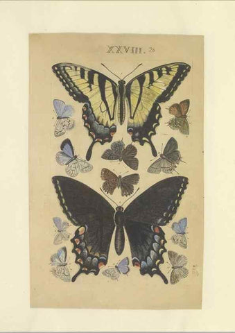 Reproducción/Reproduction 32471617037: Lepidoptera : manuscript. [between 1873-1883?]. 