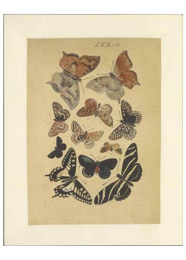 Reproducción/Reproduction 46498526045: Lepidoptera : manuscript. [between 1873-1883?]. 