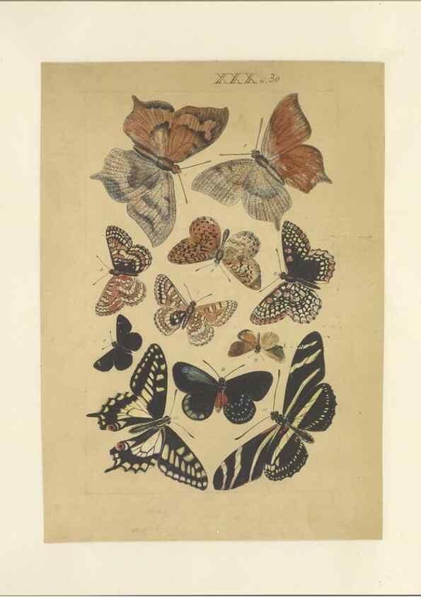 Reproducción/Reproduction 46498526045: Lepidoptera : manuscript. [between 1873-1883?]. 