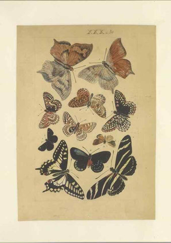 Reproducción/Reproduction 46498526045: Lepidoptera : manuscript. [between 1873-1883?]. 