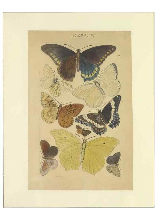Reproducción/Reproduction 47413650121: Lepidoptera : manuscript. [between 1873-1883?]. 