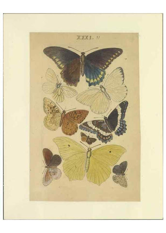 Reproducción/Reproduction 47413650121: Lepidoptera : manuscript. [between 1873-1883?]. 