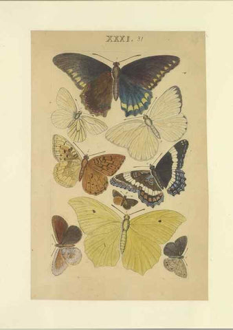 Reproducción/Reproduction 47413650121: Lepidoptera : manuscript. [between 1873-1883?]. 