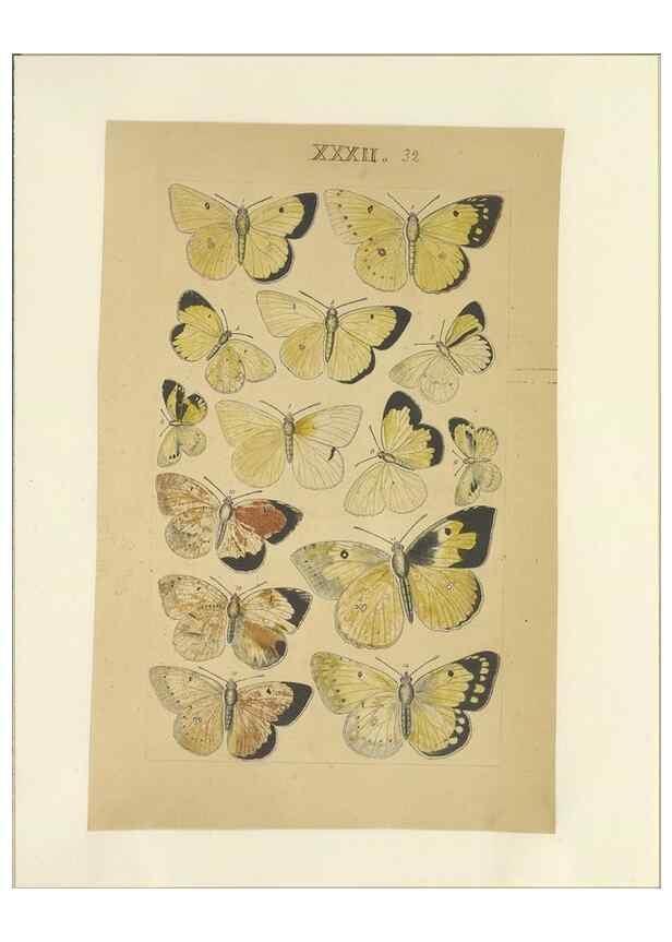 Reproducción/Reproduction 32471619217: Lepidoptera : manuscript. [between 1873-1883?]. 
