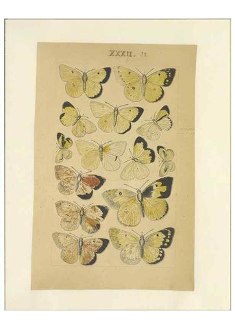 Reproducción/Reproduction 32471619217: Lepidoptera : manuscript. [between 1873-1883?]. 