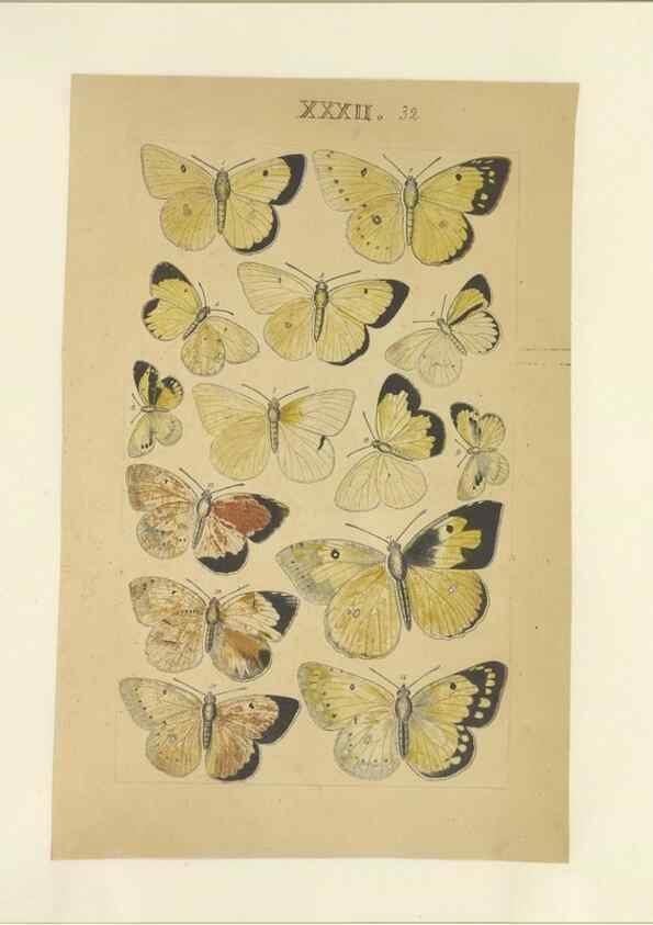 Reproducción/Reproduction 32471619217: Lepidoptera : manuscript. [between 1873-1883?]. 