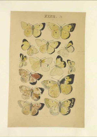 Reproducción/Reproduction 32471619217: Lepidoptera : manuscript. [between 1873-1883?]. 