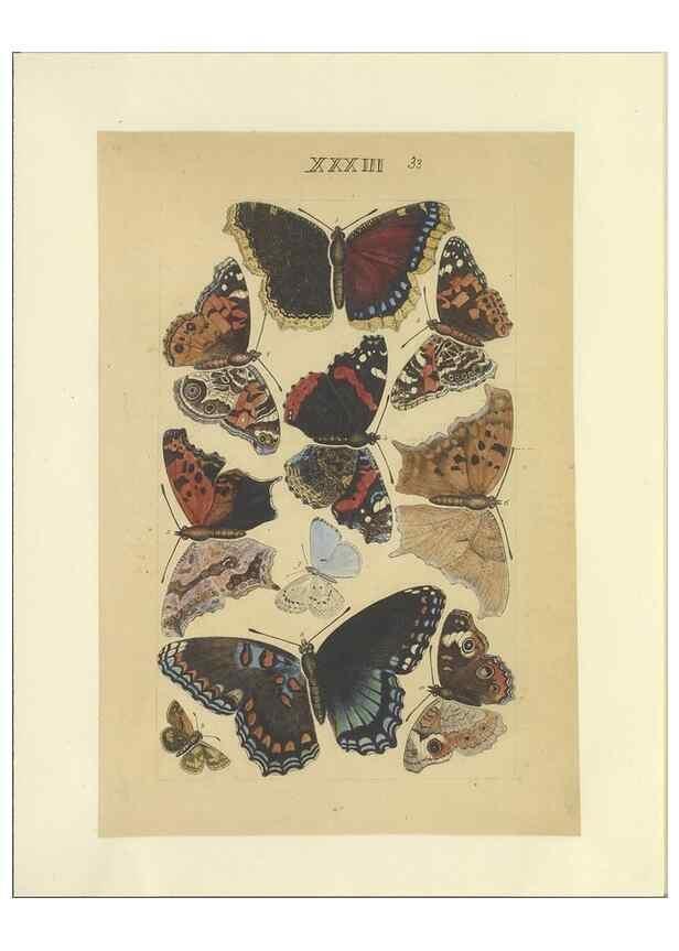 Reproducción/Reproduction 47413650831: Lepidoptera : manuscript. [between 1873-1883?]. 