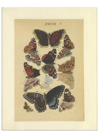 Reproducción/Reproduction 47413650831: Lepidoptera : manuscript. [between 1873-1883?]. 