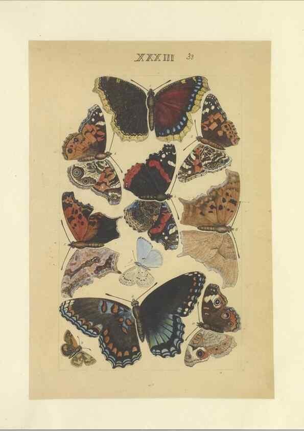 Reproducción/Reproduction 47413650831: Lepidoptera : manuscript. [between 1873-1883?]. 