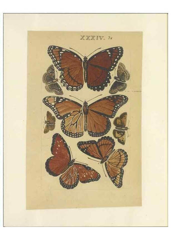 Reproducción/Reproduction 40448266723: Lepidoptera : manuscript. [between 1873-1883?]. 