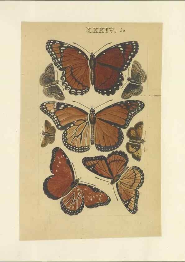 Reproducción/Reproduction 40448266723: Lepidoptera : manuscript. [between 1873-1883?]. 