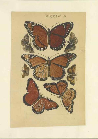 Reproducción/Reproduction 40448266723: Lepidoptera : manuscript. [between 1873-1883?]. 