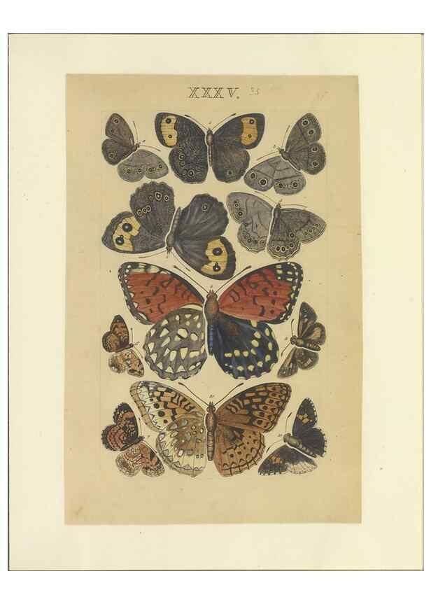 Reproducción/Reproduction 32471620967: Lepidoptera : manuscript. [between 1873-1883?]. 