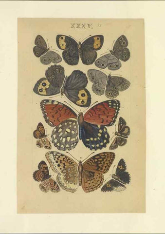 Reproducción/Reproduction 32471620967: Lepidoptera : manuscript. [between 1873-1883?]. 