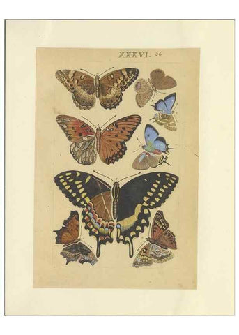 Reproducción/Reproduction 47413652441: Lepidoptera : manuscript. [between 1873-1883?]. 