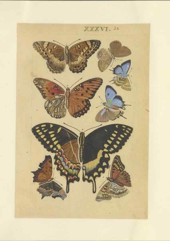 Reproducción/Reproduction 47413652441: Lepidoptera : manuscript. [between 1873-1883?]. 
