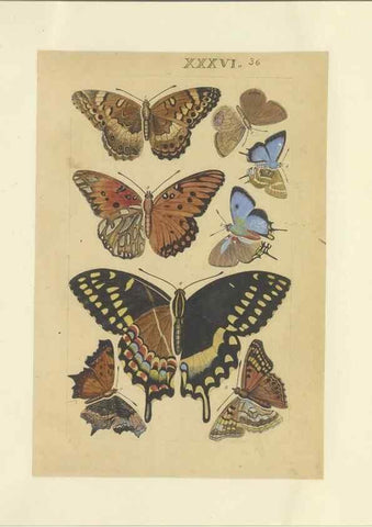 Reproducción/Reproduction 47413652441: Lepidoptera : manuscript. [between 1873-1883?]. 