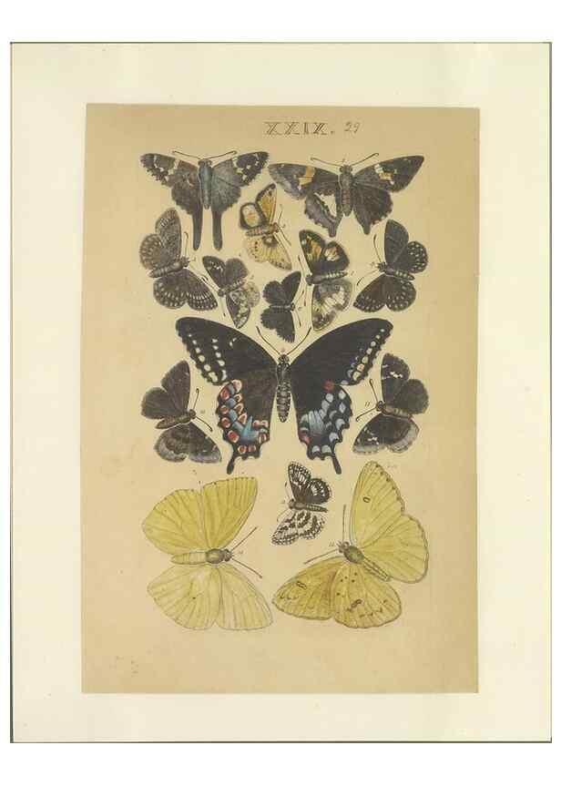 Reproducción/Reproduction 47360998582: Lepidoptera : manuscript. [between 1873-1883?]. 