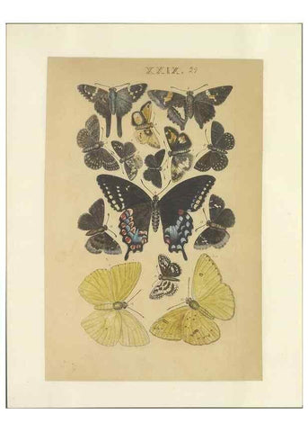 Reproducción/Reproduction 47360998582: Lepidoptera : manuscript. [between 1873-1883?]. 