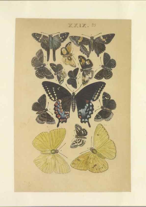 Reproducción/Reproduction 47360998582: Lepidoptera : manuscript. [between 1873-1883?]. 
