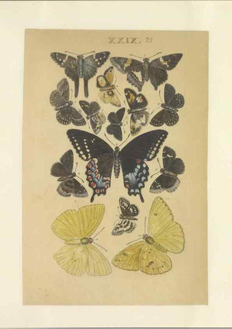 Reproducción/Reproduction 47360998582: Lepidoptera : manuscript. [between 1873-1883?]. 