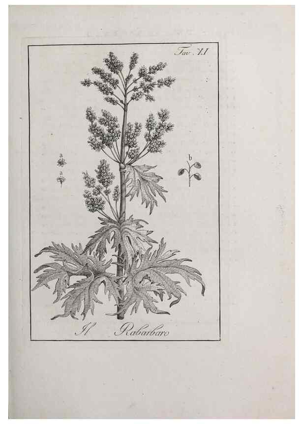 Reproducción/Reproduction 46367253435: Storia delle piante forastiere le più importanti nell'uso medico, od economico /. Milano :Nella stamperia di Giuseppe Marelli,1791-1794.. 