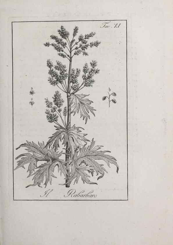Reproducción/Reproduction 46367253435: Storia delle piante forastiere le più importanti nell'uso medico, od economico /. Milano :Nella stamperia di Giuseppe Marelli,1791-1794.. 