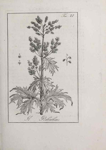 Reproducción/Reproduction 46367253435: Storia delle piante forastiere le più importanti nell'uso medico, od economico /. Milano :Nella stamperia di Giuseppe Marelli,1791-1794.. 