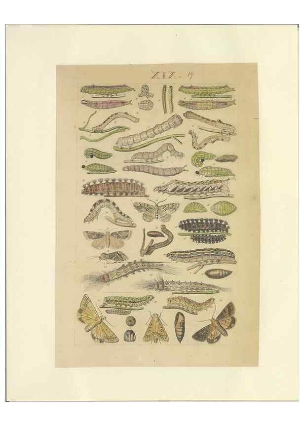 Reproducción/Reproduction 46690545574: Lepidoptera : manuscript. [between 1873-1883?]. 