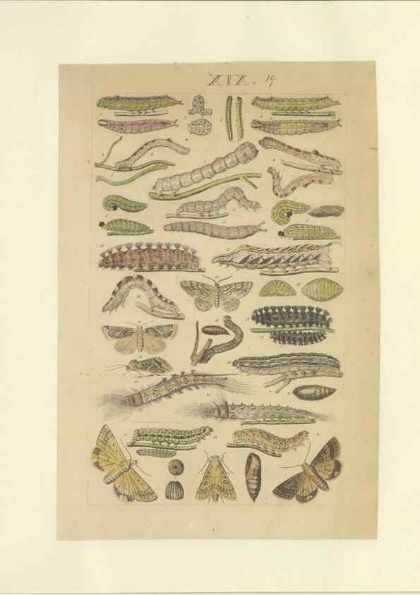 Reproducción/Reproduction 46690545574: Lepidoptera : manuscript. [between 1873-1883?]. 